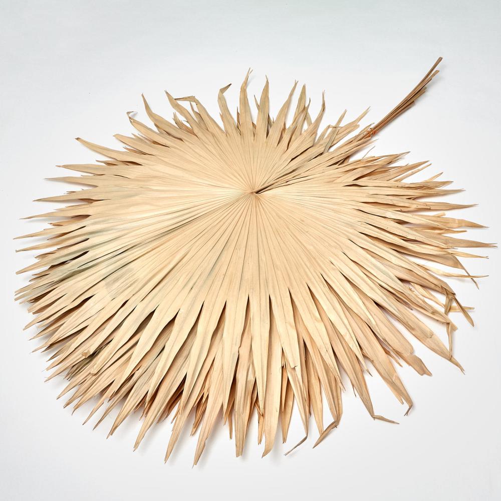 Dried Fillers & Foliage | Fan Palm Leaves x 5, Dried, Natural, 60-90cm Dried Dried Fillers & Foliage