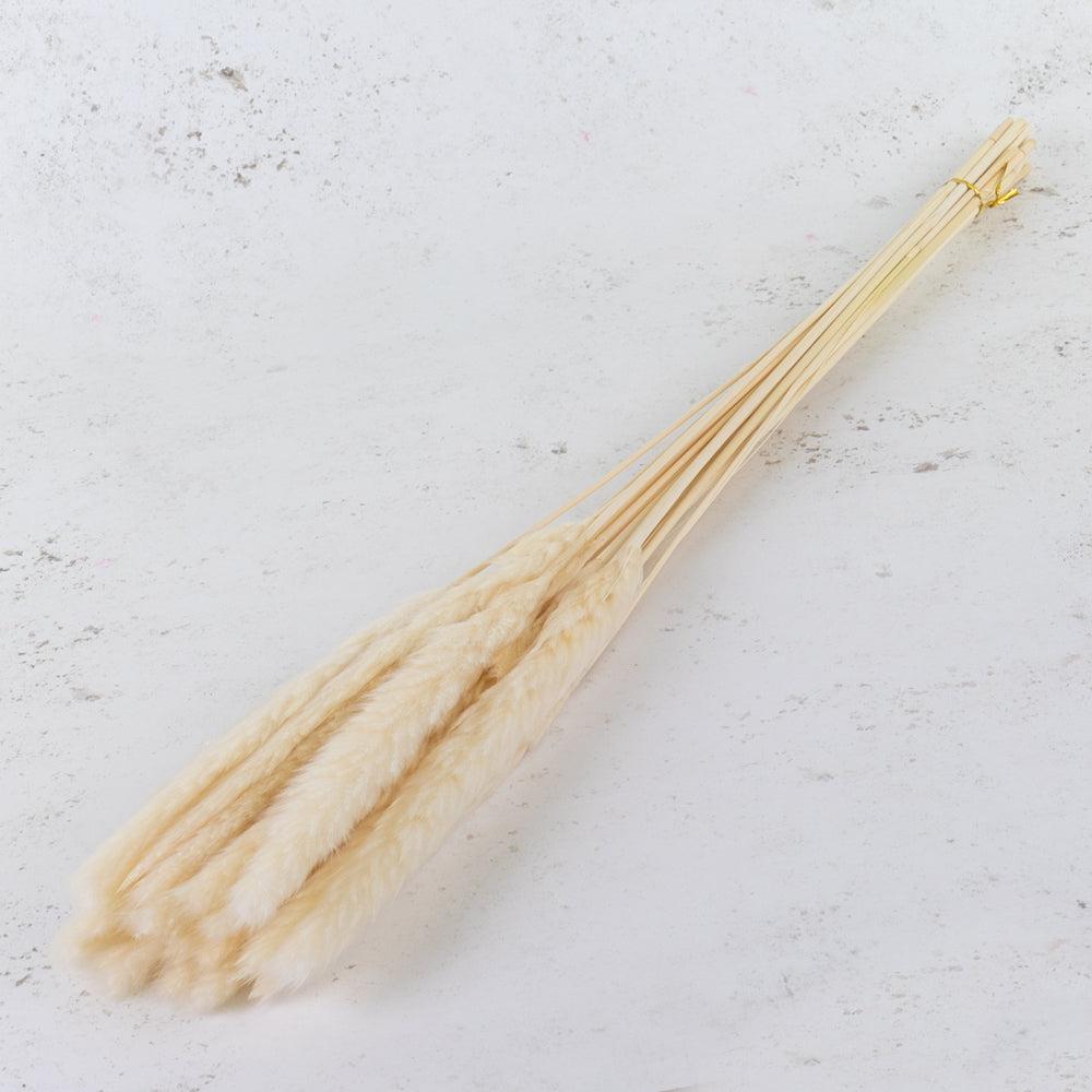 Dried Fillers & Foliage | Fluffy Pampas, Dried, Bleached White, 50-70g Dried Dried Fillers & Foliage