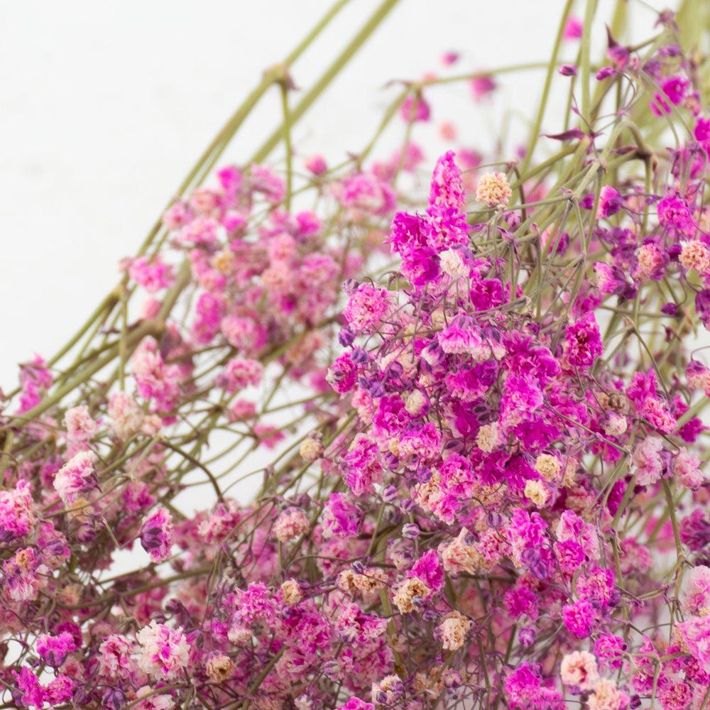 Dried Fillers & Foliage | Gypsophila, Dried, Cerise, 5 Stem Bunch Dried Dried Fillers & Foliage