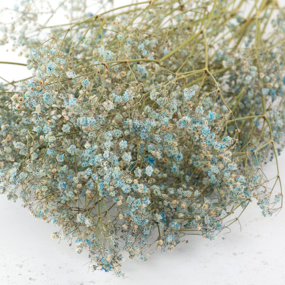 Dried Fillers & Foliage | Gypsophila, Dried, Light Blue, 5 Stem Bunch Dried Dried Fillers & Foliage