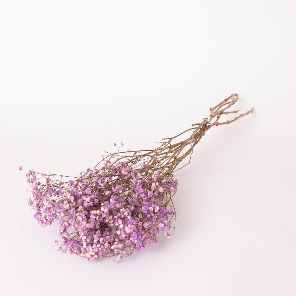 Dried Fillers & Foliage | Gypsophila, Dried, Lilac, 5 Stem Bunch Dried Dried Fillers & Foliage