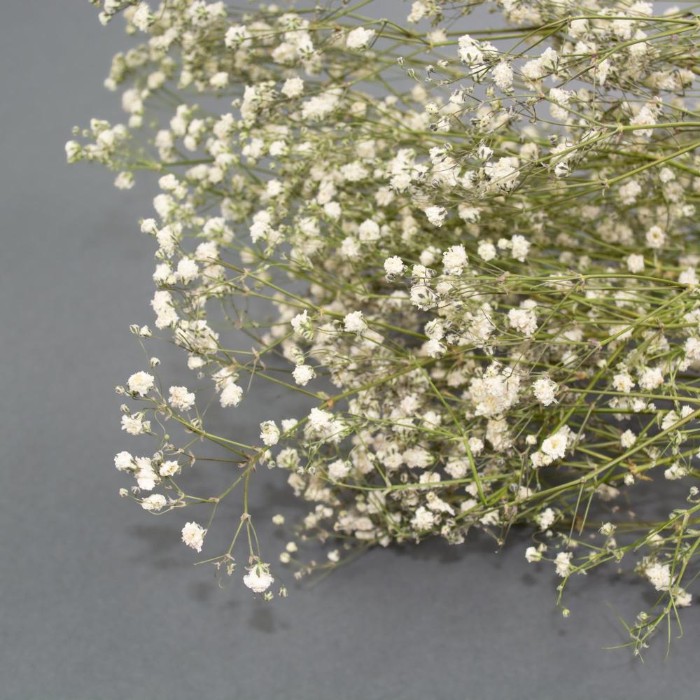 Dried Fillers & Foliage | Gypsophila, Dried, Natural White Dried Dried Fillers & Foliage