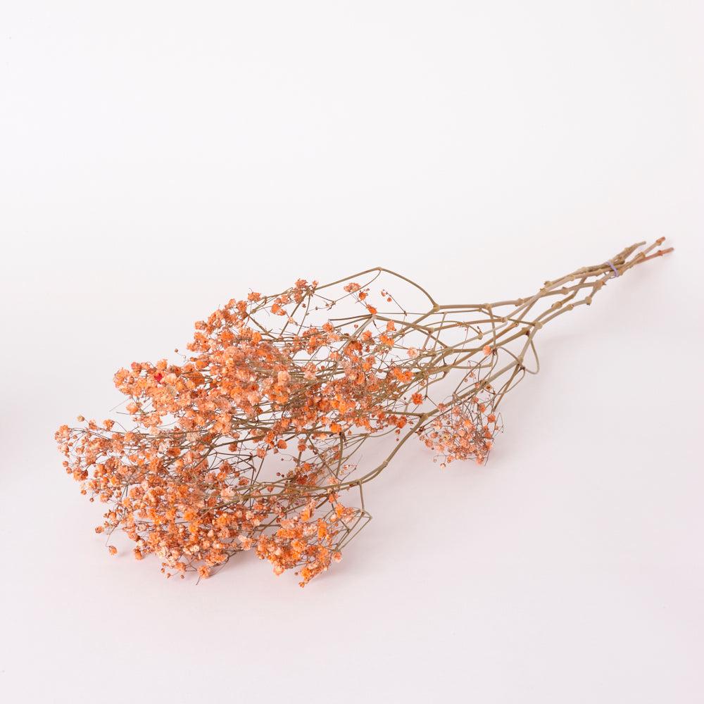 Dried Fillers & Foliage | Gypsophila, Dried, Orange, 5 Stem Bunch Dried Dried Fillers & Foliage