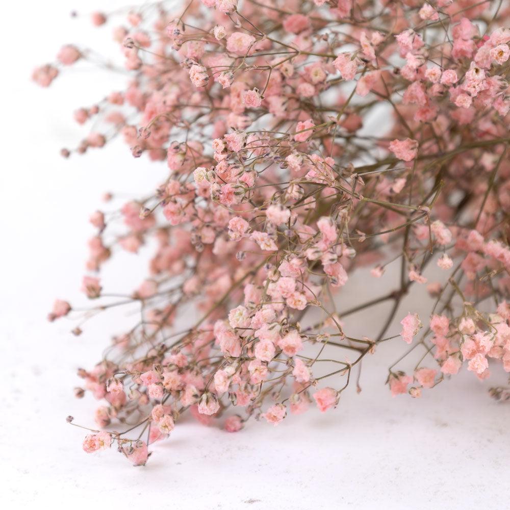 Dried Fillers & Foliage | Gypsophila, Dried, Pink Dried Dried Fillers & Foliage