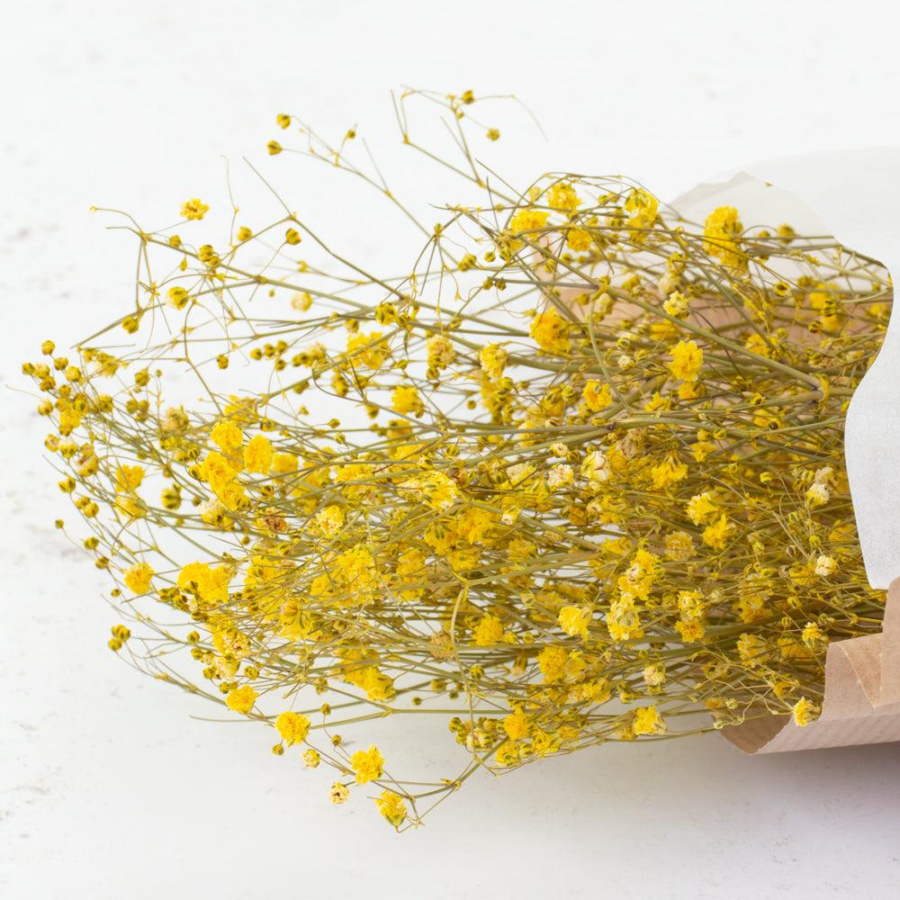 Dried Fillers & Foliage | Gypsophila, Dried, Yellow, 5 Stem Bunch Dried Dried Fillers & Foliage