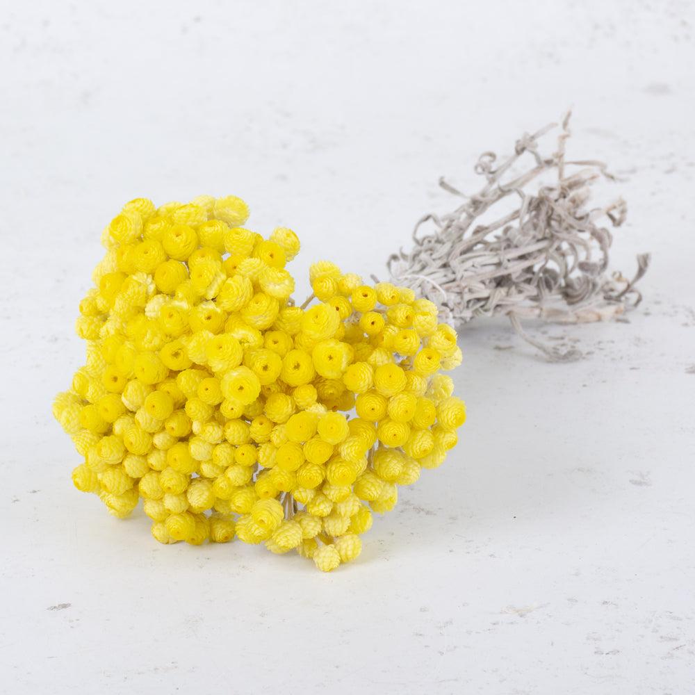 Dried Fillers & Foliage | Helichrysum Immortelle, Dried, Natural Yellow, 50g Dried Dried Fillers & Foliage