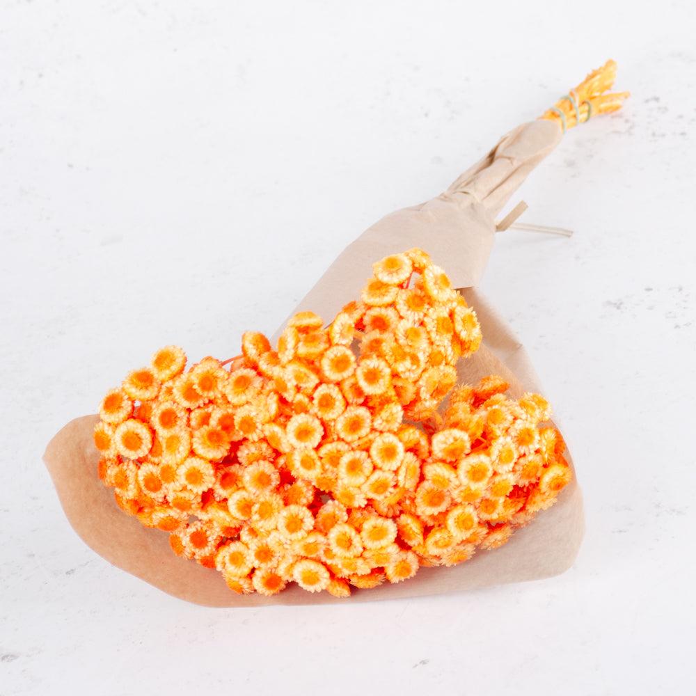 Dried Fillers & Foliage | Helichrysum Immortelle, Dried,Dyed Orange, 40g Dried Dried Fillers & Foliage