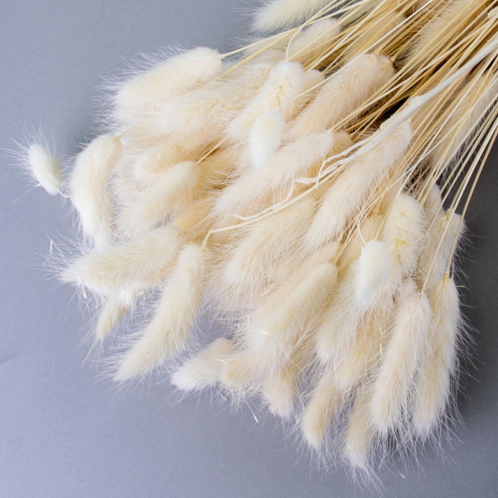 Dried Fillers & Foliage | Lagurus Ovatus, (Bunny Tails), Dried, Bleached White Dried Dried Fillers & Foliage