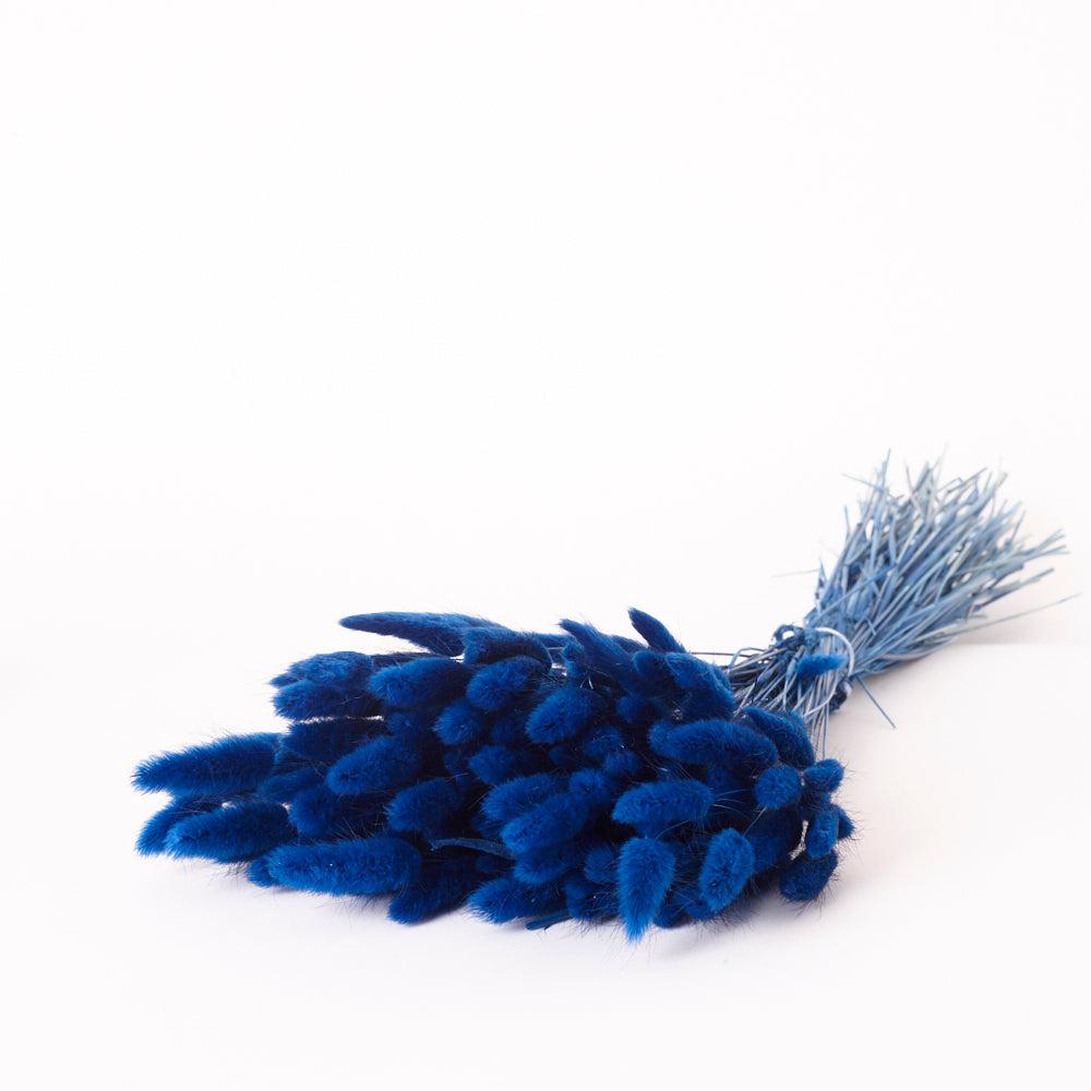 Dried Fillers & Foliage | Lagurus ovatus, (Bunny Tails), Dried, Blue, 60cm Dried Dried Fillers & Foliage