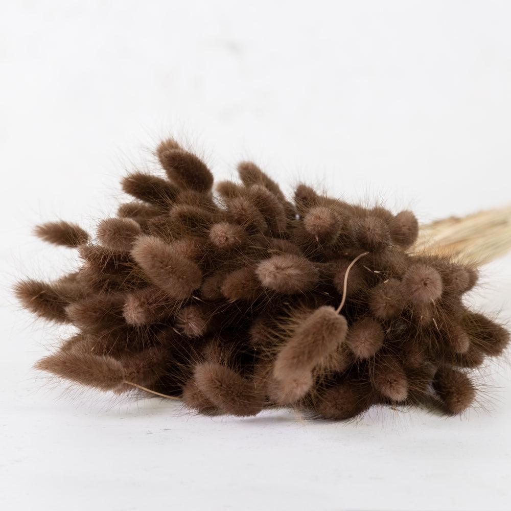 Dried Fillers & Foliage | Lagurus Ovatus, (Bunny Tails), Dried, Chocolate Brown, 100g Dried Dried Fillers & Foliage