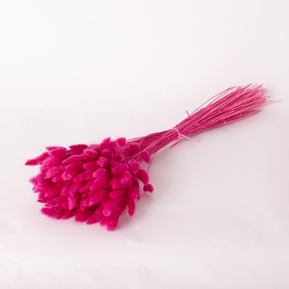 Dried Fillers & Foliage | Lagurus ovatus, (Bunny Tails), Dried, Fuchsia, 60cm Dried Dried Fillers & Foliage