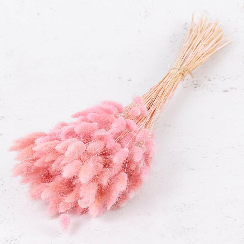 Dried Fillers & Foliage | Lagurus ovatus (Bunny Tails), Dried, Pale Pink, 100g Dried Dried Fillers & Foliage