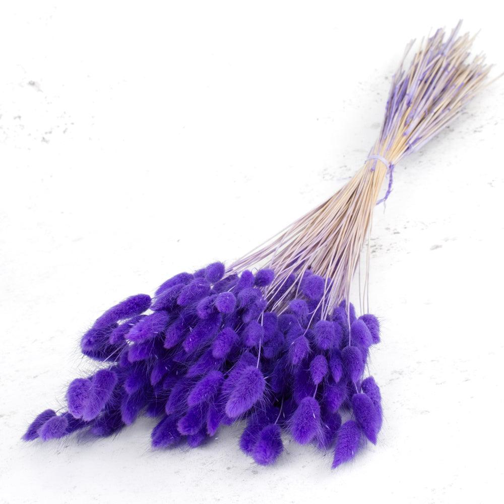 Dried Fillers & Foliage | Lagurus ovatus, (Bunny Tails), Dried, Pastel Purple, 65cm Dried Dried Fillers & Foliage