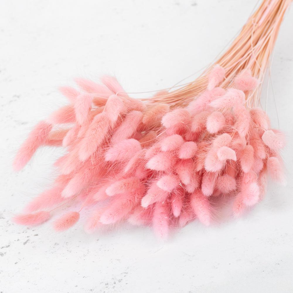 Dried Fillers & Foliage | Lagurus Ovatus, (Bunny Tails), Dried, Pink, 100g Dried Dried Fillers & Foliage