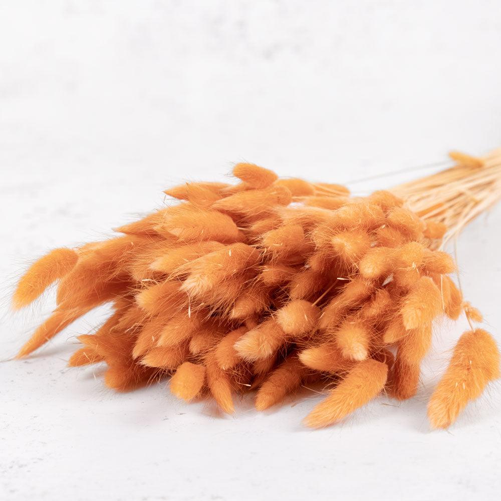 Dried Fillers & Foliage | Lagurus Ovatus, (Bunny Tails), Dried, Terracotta, 100g Dried Dried Fillers & Foliage