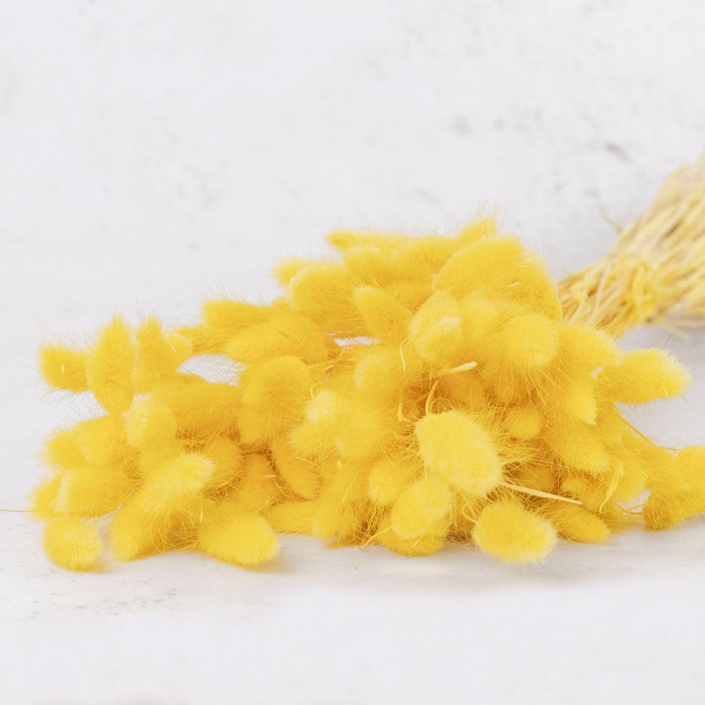 Dried Fillers & Foliage | Lagurus ovatus, (Bunny Tails), Dried, Yellow, 100g Dried Dried Fillers & Foliage