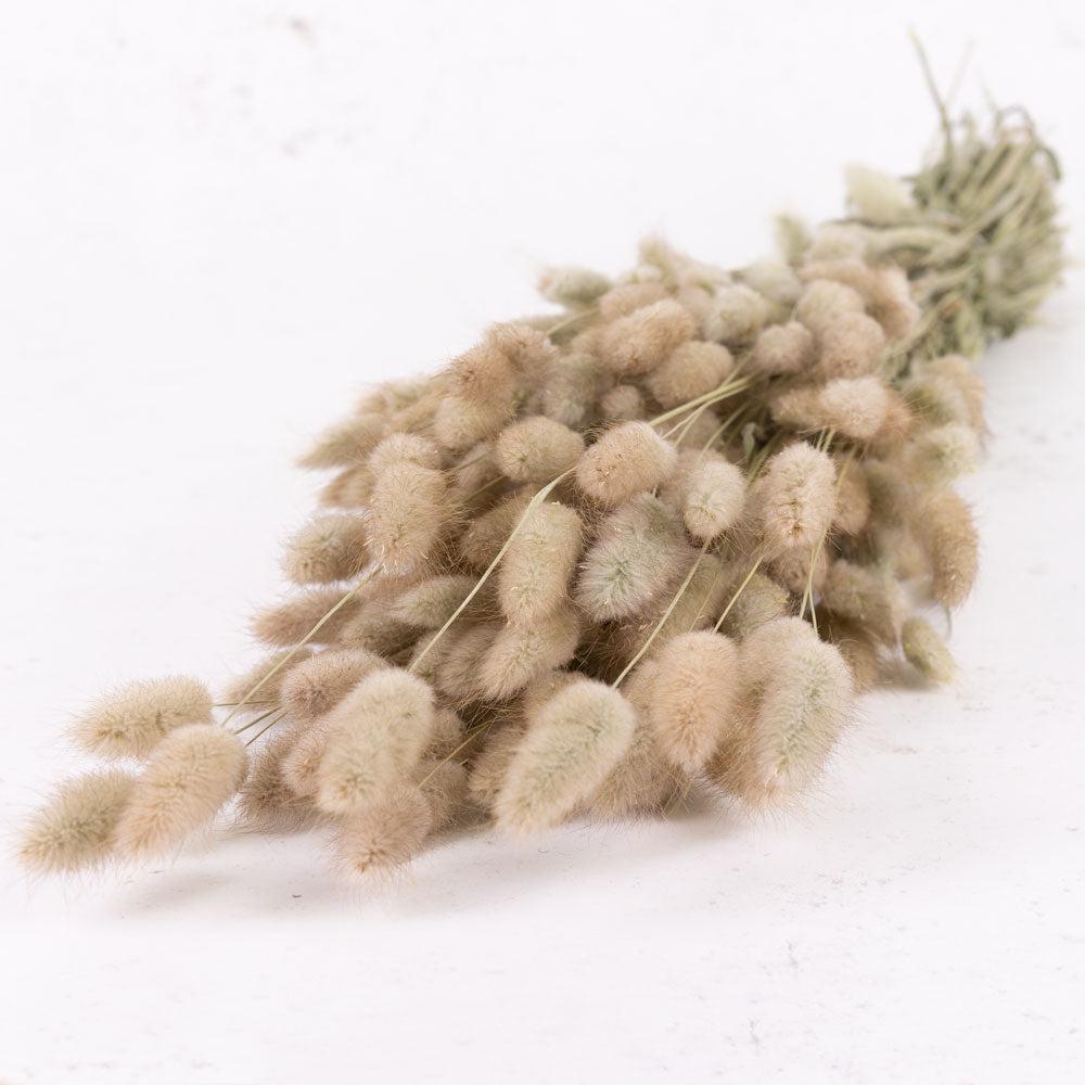 Dried Fillers & Foliage | Lagurus ovatus, (Bunny Tails), Natural Dried Dried Fillers & Foliage