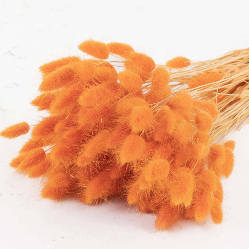 Dried Fillers & Foliage | Lagurus ovatus, (Bunny Tails), Orange, 65cm Dried Dried Fillers & Foliage