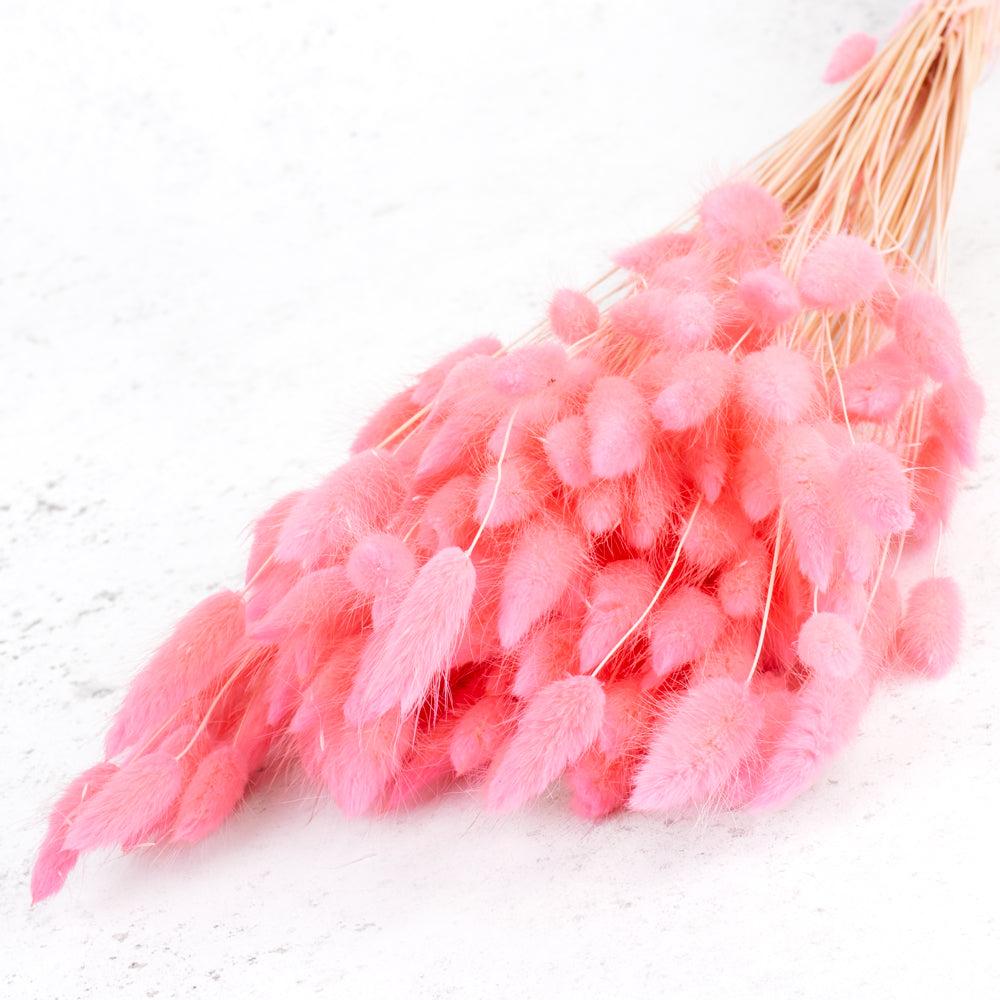 Dried Fillers & Foliage | Lagurus ovatus, (Bunny Tails), Pastel Pink, 65cm Dried Dried Fillers & Foliage