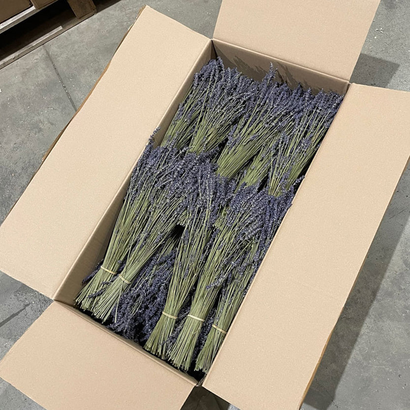 Dried Fillers & Foliage | Lavender, Dried, Natural Blue, Box of 40 Bunches Dried Dried Fillers & Foliage