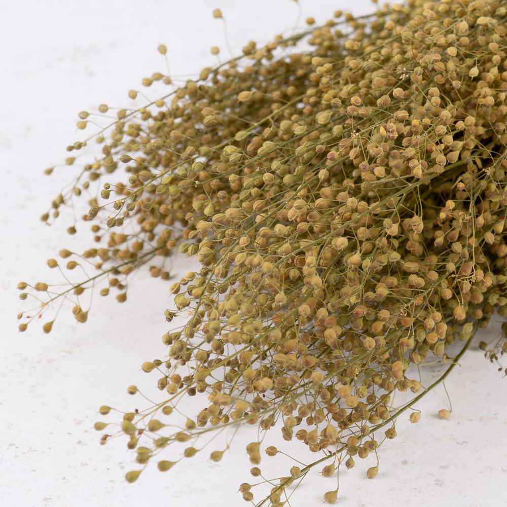 Dried Fillers & Foliage | Lepidium, Dried, Natural Green, Bunch Dried Dried Fillers & Foliage