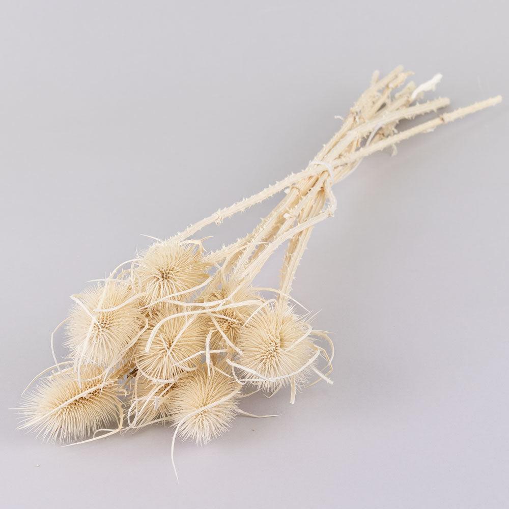 Dried Fillers & Foliage | Marshy Thistle, Dried, Bleached White, Bunch x 10 Dried Dried Fillers & Foliage