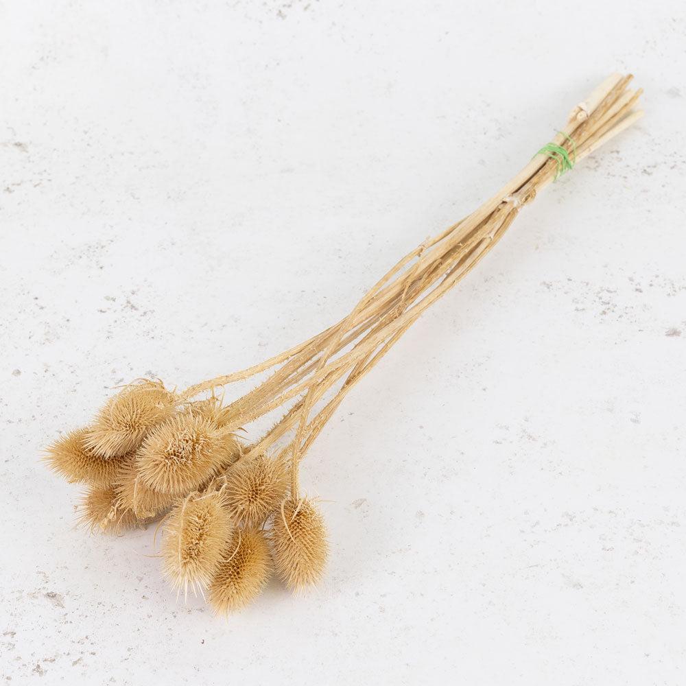 Dried Fillers & Foliage | Marshy Thistle, Dried, Brown, 10 Stem Bunch Dried Dried Fillers & Foliage