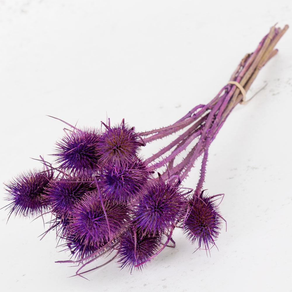 Dried Fillers & Foliage | Marshy Thistle, Dried, Milka, Bunch x 10 Dried Dried Fillers & Foliage