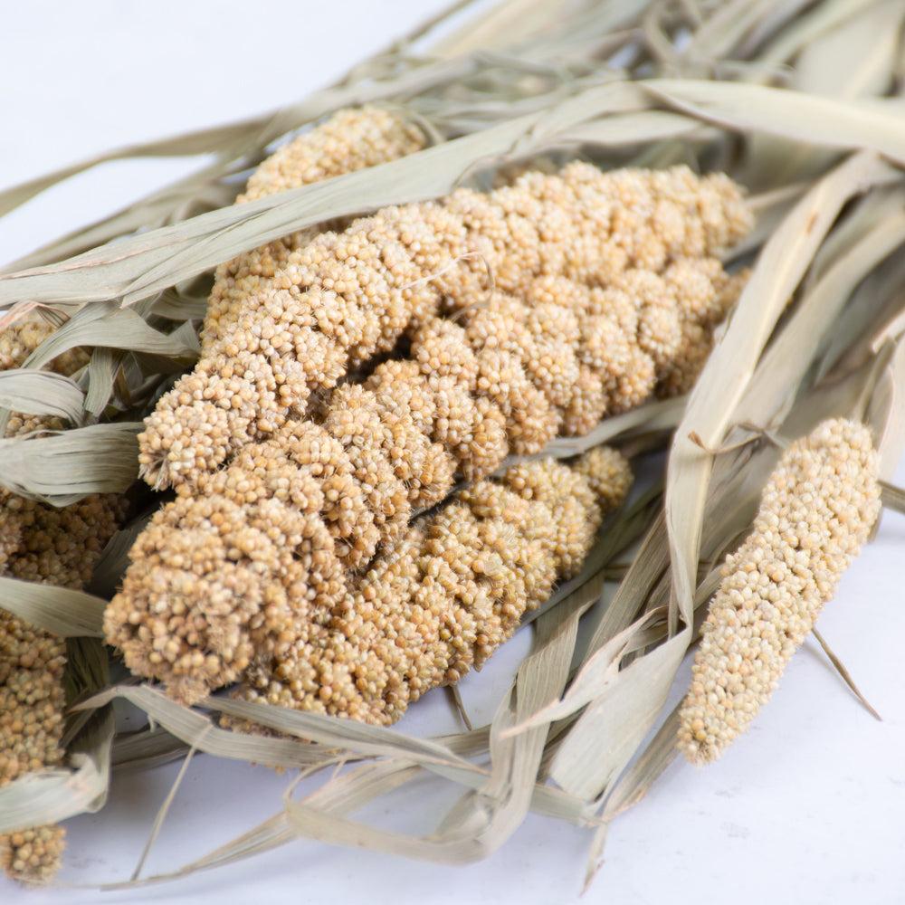 Dried Fillers & Foliage | Millet, Natural Brown, 100g Bunch Dried Dried Fillers & Foliage