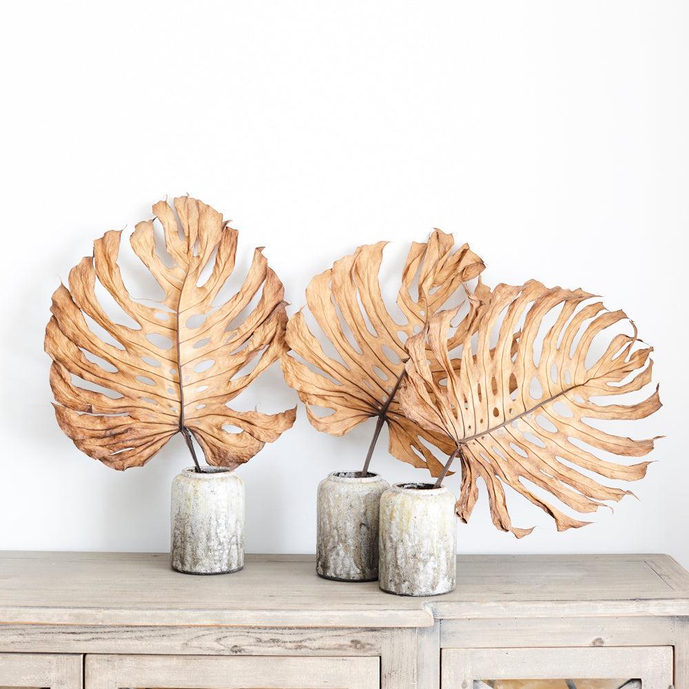 Dried Fillers & Foliage | Monstera Deliciosa, Dried, Bunch x 3 Stems Dried Dried Fillers & Foliage