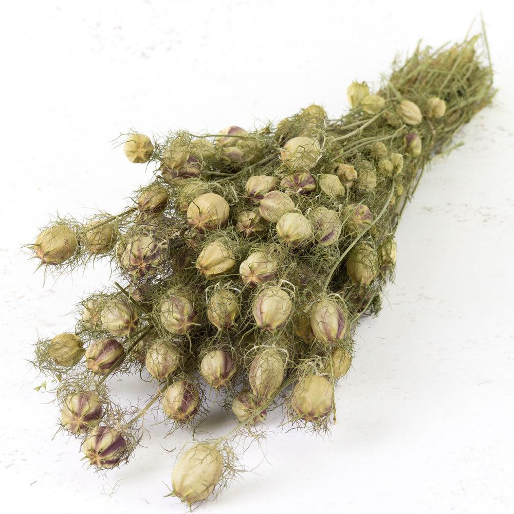 Dried Fillers & Foliage | Nigella Pod, Dried, Natural Green Dried Dried Fillers & Foliage