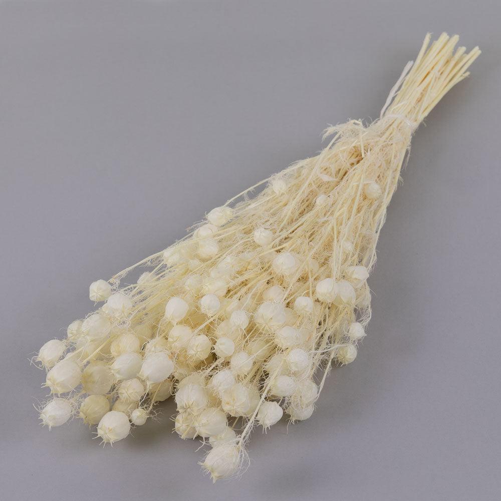 Dried Fillers & Foliage | Nigella Seed Pods, Bleached White, 100g Bunch Dried Dried Fillers & Foliage