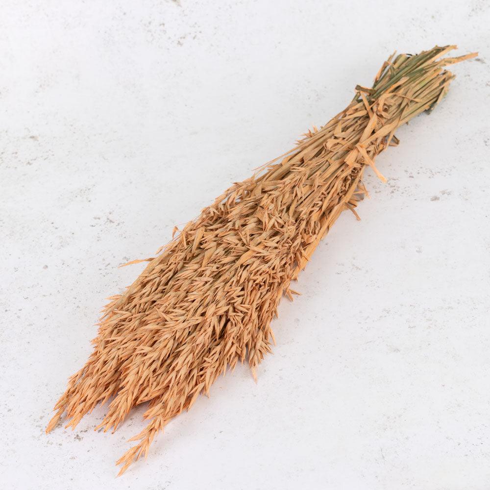 Dried Fillers & Foliage | Oats, (Avena), Dried, Coral Misty, Bunch Dried Dried Fillers & Foliage