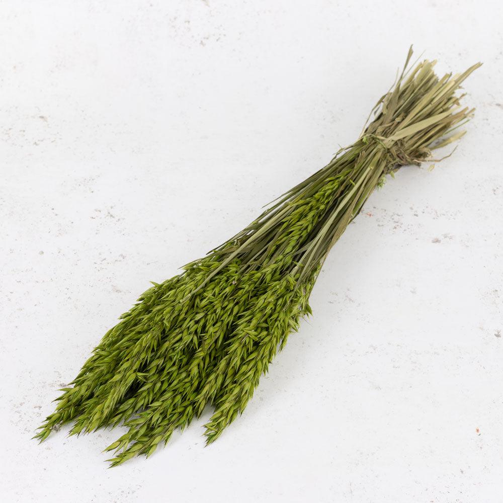 Dried Fillers & Foliage | Oats, (Avena), Dried, Green, Bunch Dried Dried Fillers & Foliage