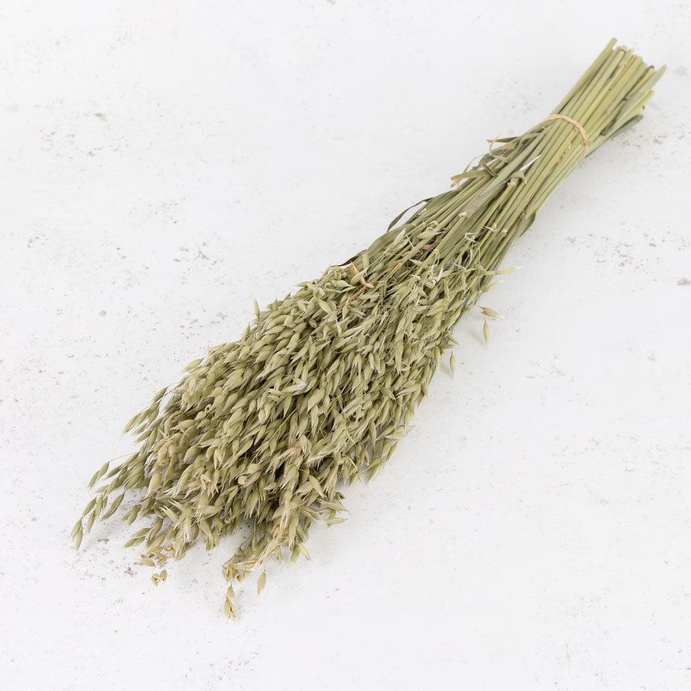 Dried Fillers & Foliage | Oats, (Avena), Dried, Natural Green, Bunch Dried Dried Fillers & Foliage