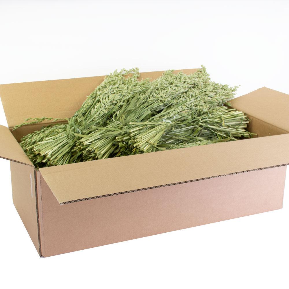 Dried Fillers & Foliage | Oats, (Avena), Dried, Natural Green, Full Box x 25 Bunches Dried Dried Fillers & Foliage