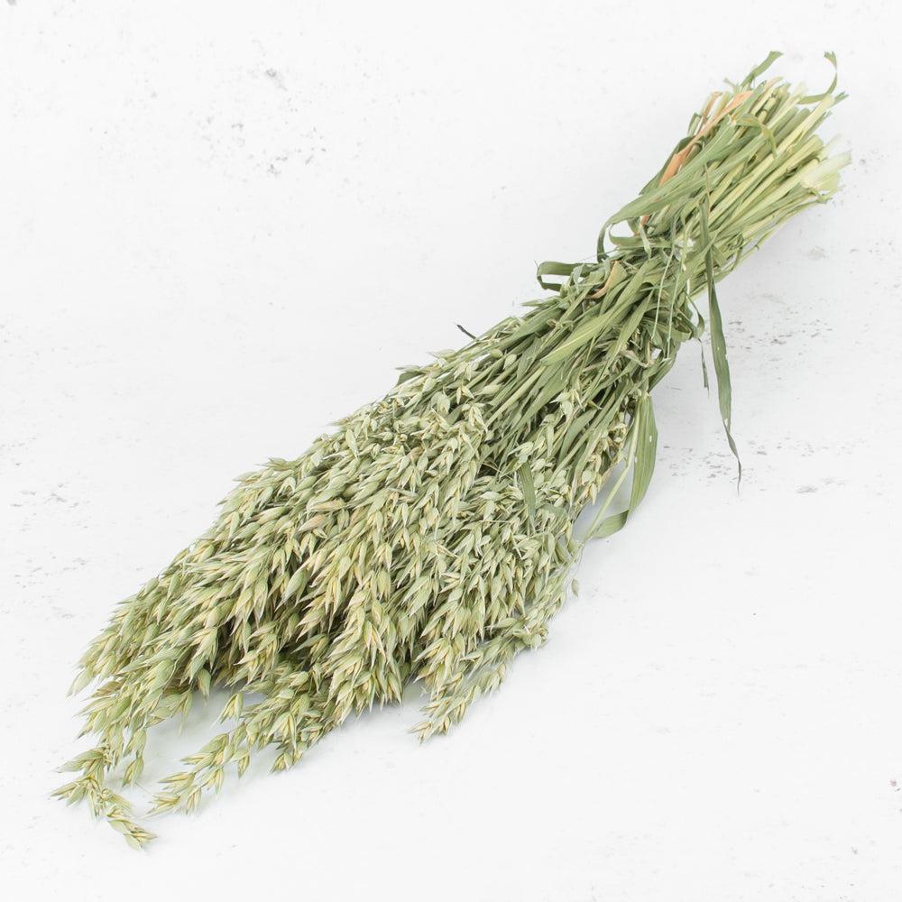 Dried Fillers & Foliage | Oats, (Avena) Dried, Natural Green Dried Dried Fillers & Foliage