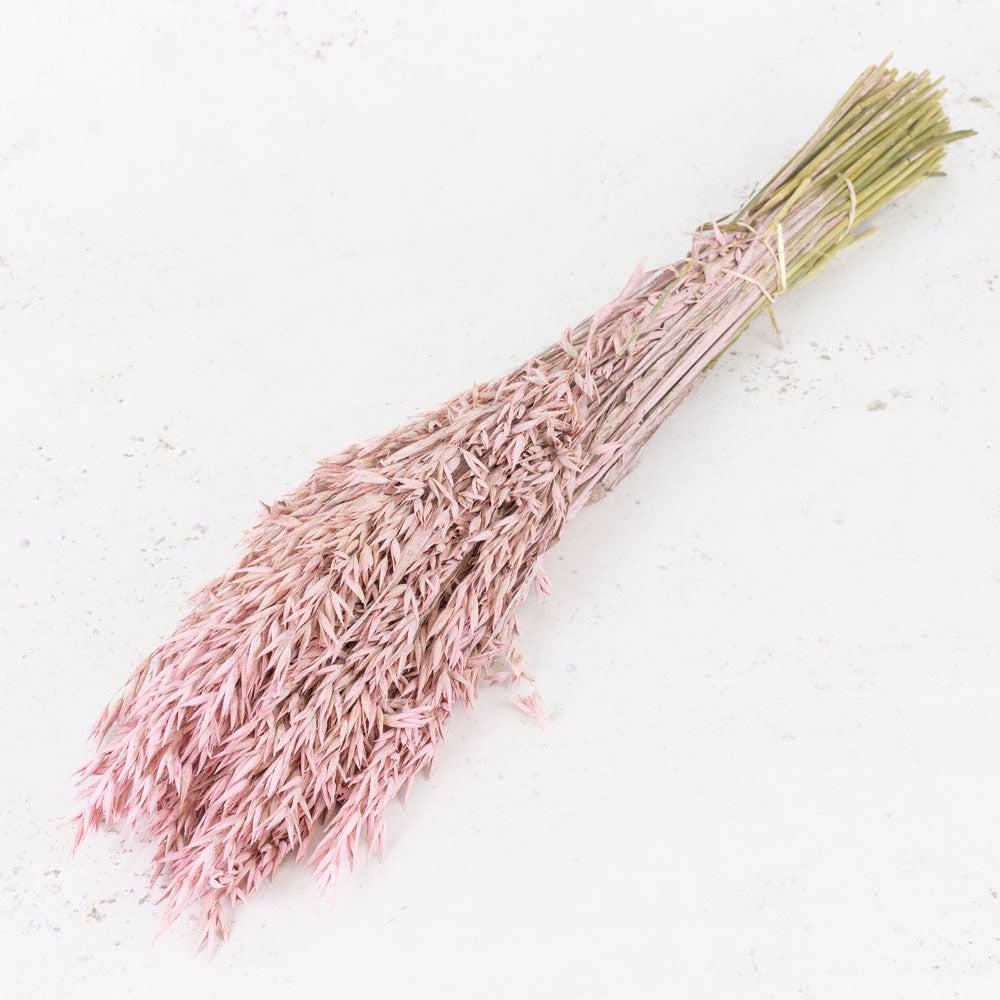 Dried Fillers & Foliage | Oats, (Avena), Dried, Pink Misty, Bunch Dried Dried Fillers & Foliage