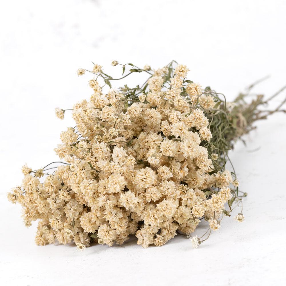 Dried Flowers | Achilleaptarmica, Dried, Natural White Dried Flowers