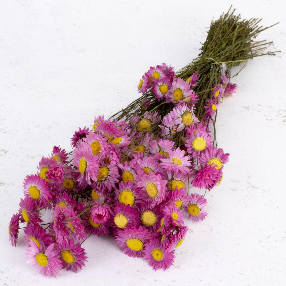 Dried Flowers | Acrolinium, Dried, Natural Pink, Bunch Dried Dried Flowers