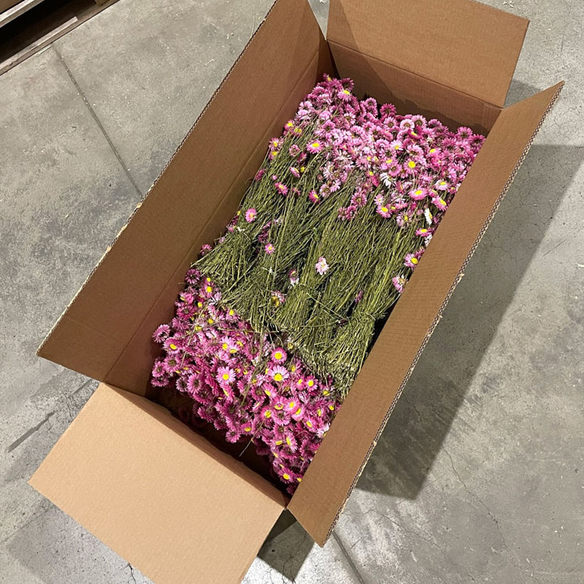 Dried Flowers | Acrolinium, Dried, Natural Pink, Full Box 25 Bunches Dried Dried Flowers