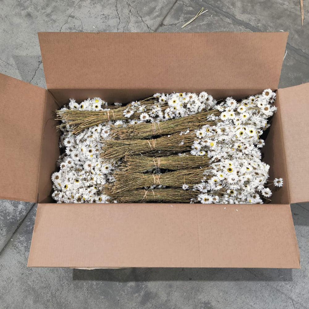 Dried Flowers | Acrolinium, Dried, Natural White, Full Box 25 Bunches Dried Dried Flowers