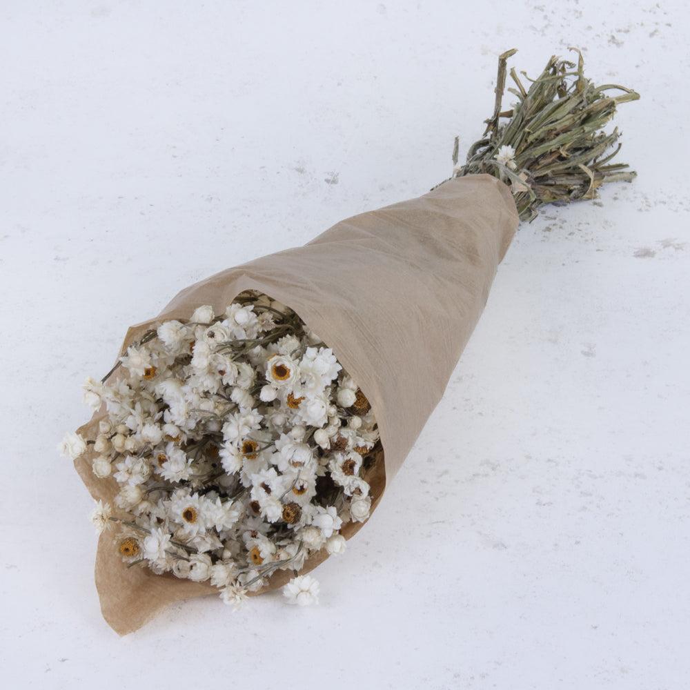 Dried Flowers | Ammobium, Dried, Natural White, 80g Dried Dried Flowers