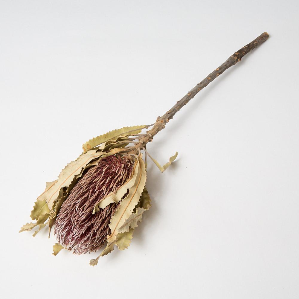 Dried Flowers | Banksia Menzii, Dried, Extra, Natural, per stem Dried Dried Flowers