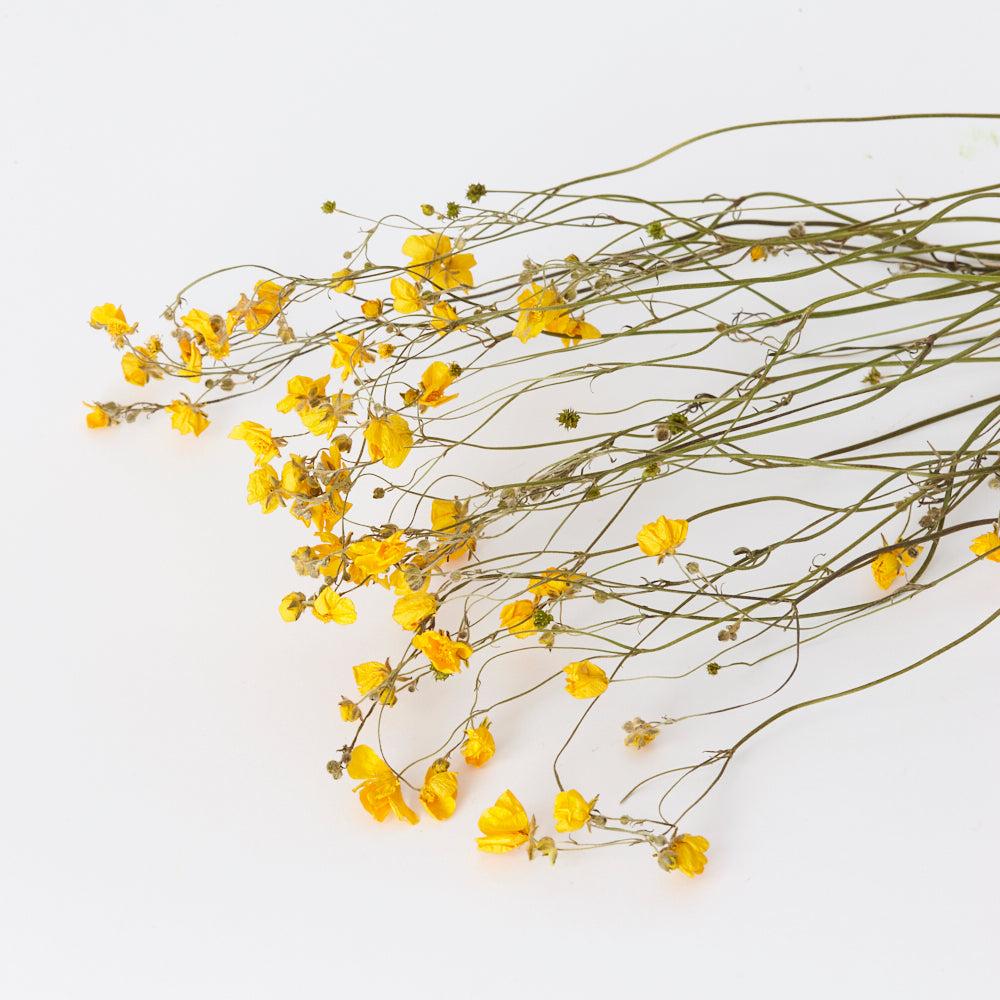 Dried Flowers | Buttercups, British, Organic, Natural Yellow, Bunch x 10 Dried Dried Flowers