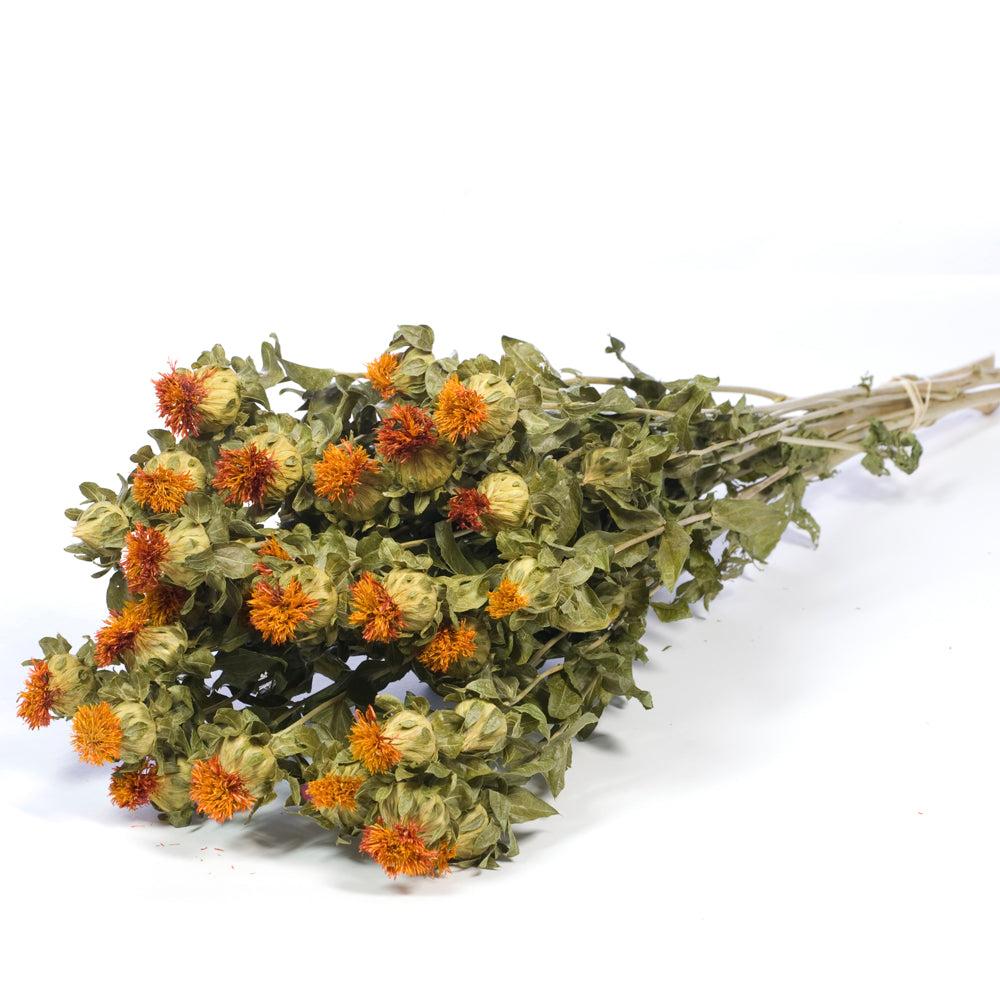 Dried Flowers | Carthamus, Dried, Natural Orange, 65cm Dried Dried Flowers