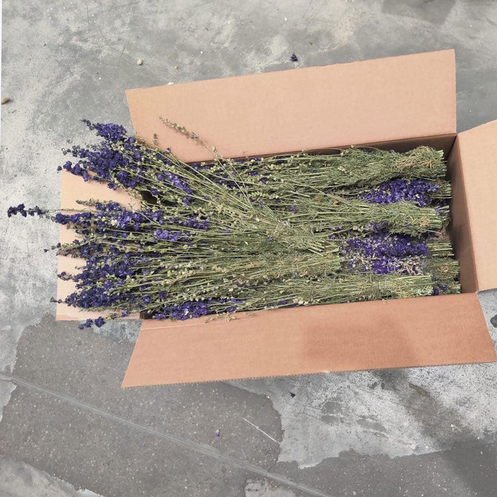 Dried Flowers | Delphinium, Dried, Natural Blue, Box 25 Bunches Dried Dried Flowers