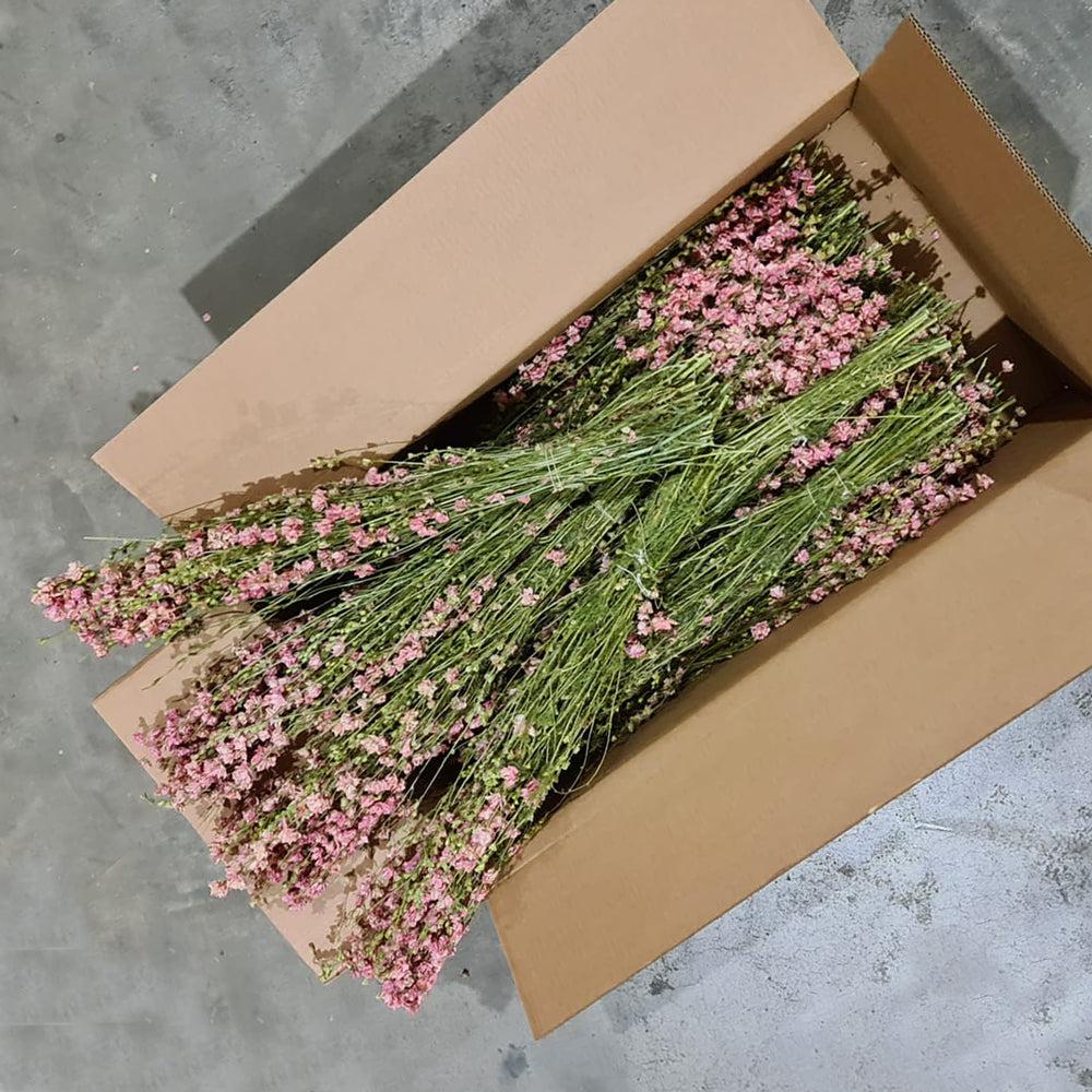 Dried Flowers | Delphinium, Dried, Natural Pink, Box 25 Bunches Dried Dried Flowers