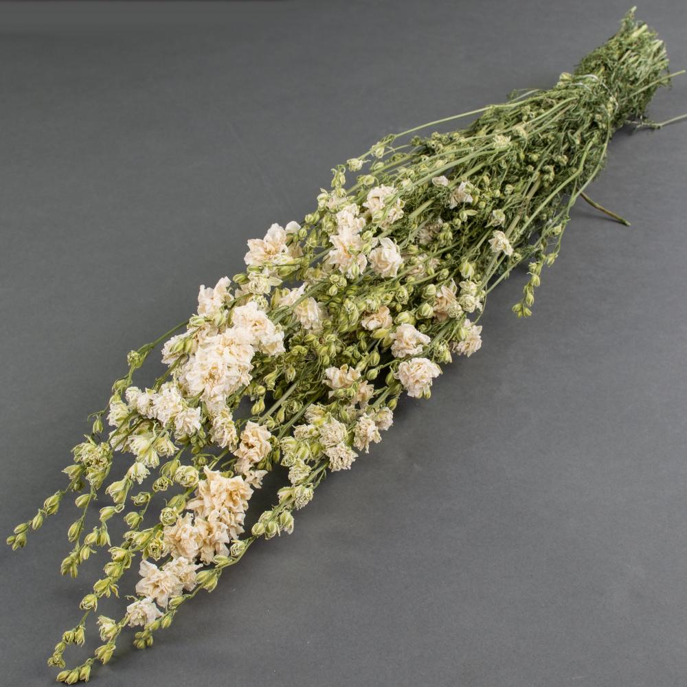 Dried Flowers | Delphinium, Dried, Natural White Dried Dried Flowers