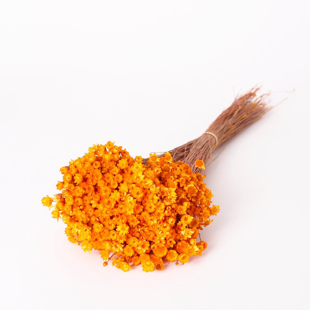 Dried Flowers | Glixia Flower, Dried, Orange, 80g Dried Dried Flowers